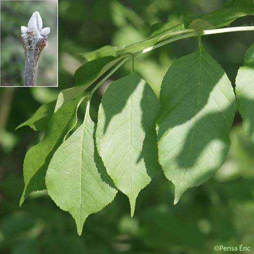 Frêne à fleurs - Fraxinus ornus subsp. ornus