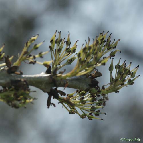 Frêne oxyphylle - Fraxinus angustifolia