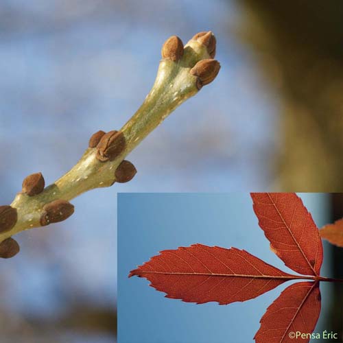 Frêne oxyphylle - Fraxinus angustifolia