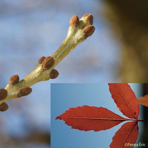 Frêne oxyphylle - Fraxinus angustifolia subsp. angustifolia