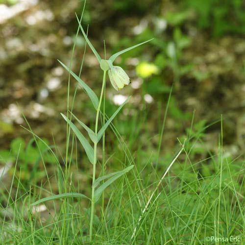 Fritillaire à involucre - Fritillaria involucrata