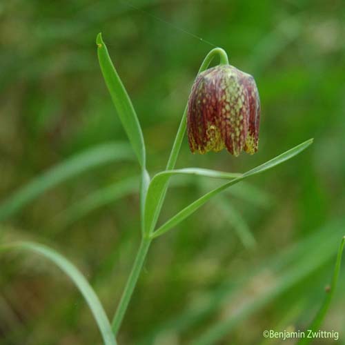 Fritillaire d'Orient - Fritillaria montana