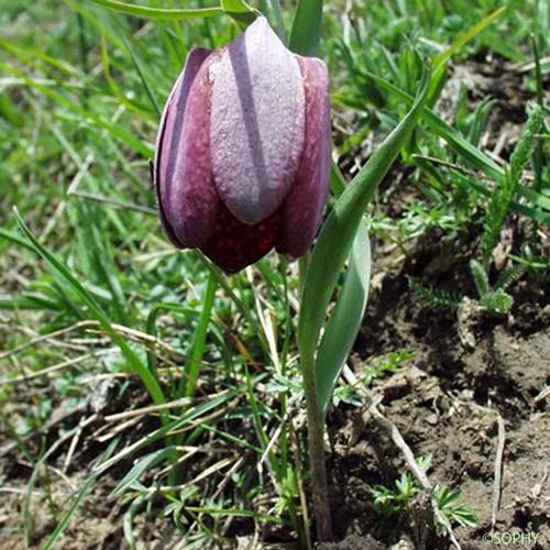 Fritillaire du Dauphiné - Fritillaria tubiformis