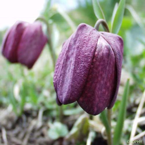 Fritillaire du Dauphiné - Fritillaria tubiformis