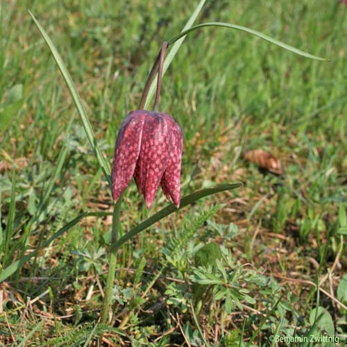 Fritillaire pintade - Fritillaria meleagris