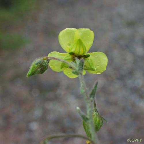 Fumana à feuilles de Thym - Fumana thymifolia