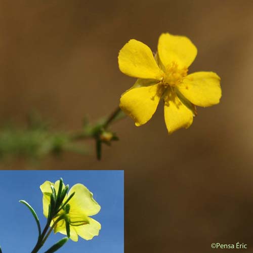 Fumana fausse bruyère - Fumana ericifolia