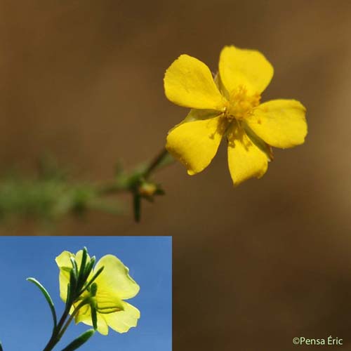 Fumana fausse bruyère - Fumana ericifolia