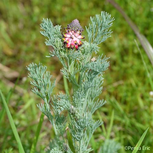 Fumeterre en épi - Platycapnos spicata