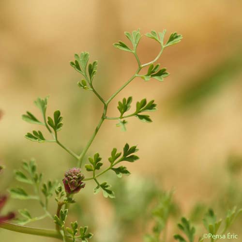 Fumeterre officinale - Fumaria officinalis