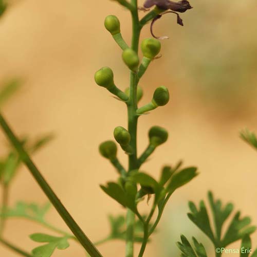 Fumeterre officinale - Fumaria officinalis