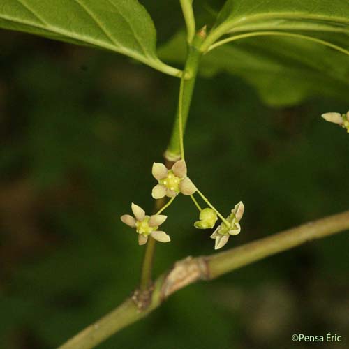 Fusain à larges feuilles - Euonymus latifolius