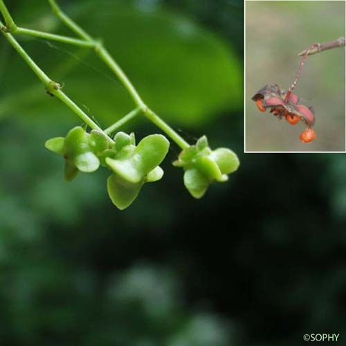 Fusain à larges feuilles - Euonymus latifolius