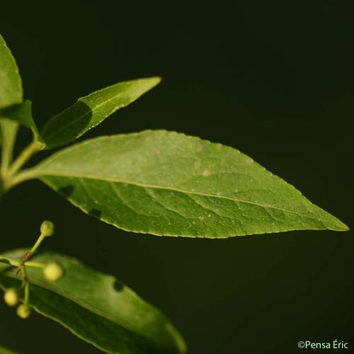 Fusain d'Europe - Euonymus europaeus