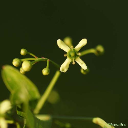 Fusain d'Europe - Euonymus europaeus