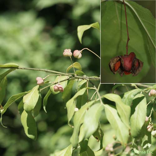 Fusain d'Europe - Euonymus europaeus