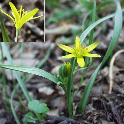 Gagée des prés - Gagea pratensis