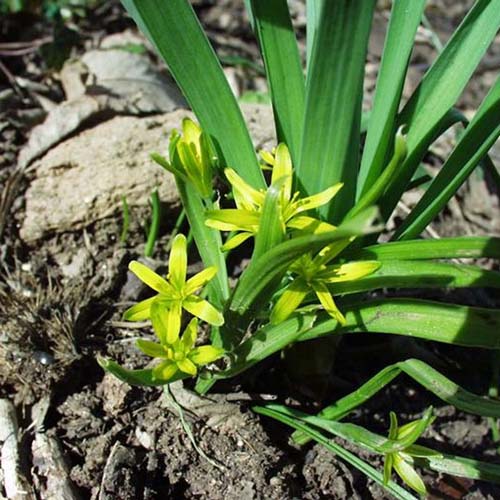 Gagée des prés - Gagea pratensis