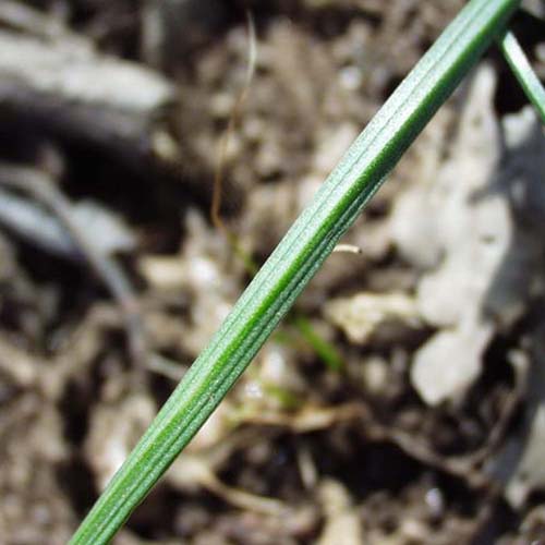 Gagée des prés - Gagea pratensis