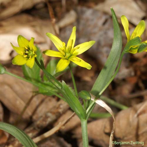 Gagée jaune - Gagea lutea