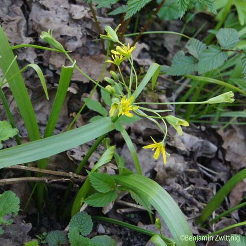 Gagée jaune - Gagea lutea