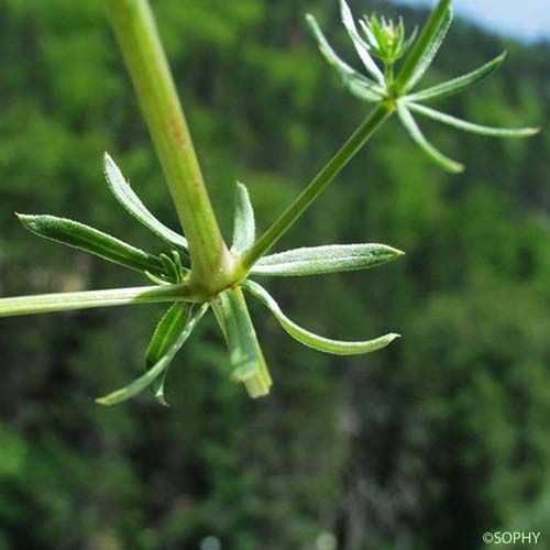 Gaillet à feuilles d'Asperge - Galium corrudifolium