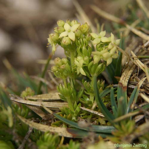 Gaillet à feuilles inégales - Galium anisophyllon