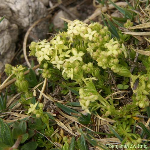 Gaillet à feuilles inégales - Galium anisophyllon