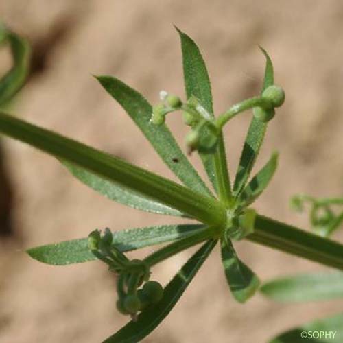 Gaillet à trois cornes - Galium tricornutum