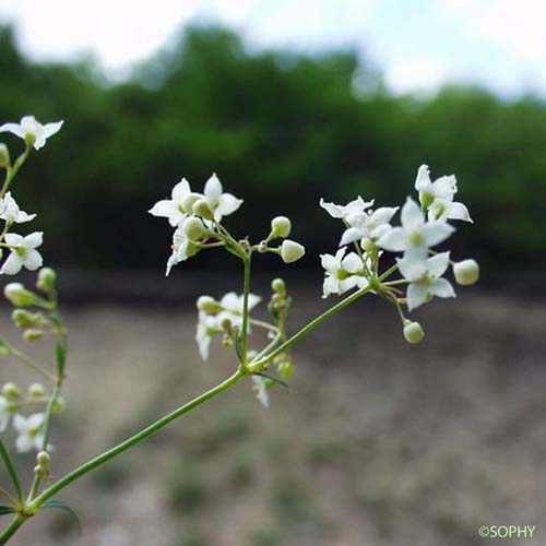Gaillet aristé - Galium aristatum