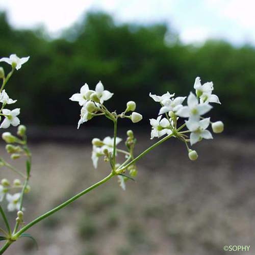 Gaillet aristé - Galium aristatum