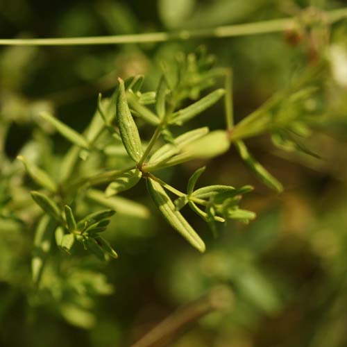 Gaillet boréal - Galium boreale