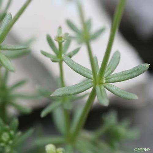 Gaillet de Villars - Galium saxosum