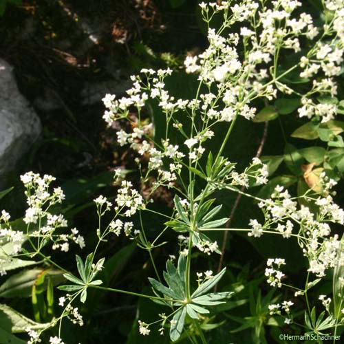 Gaillet des bois - Galium sylvaticum