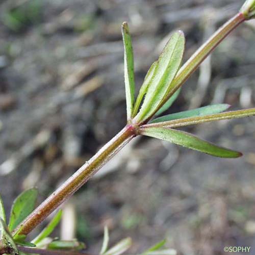 Gaillet des marais - Galium palustre