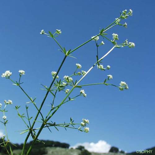 Gaillet des marais - Galium palustre