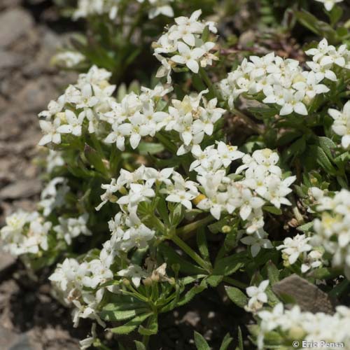 Gaillet des rochers - Galium saxatile