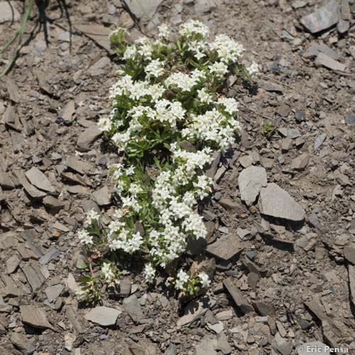 Gaillet des rochers - Galium saxatile