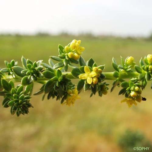 Gaillet des sables - Galium arenarium