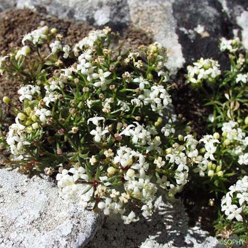 Gaillet fluet - Galium pusillum