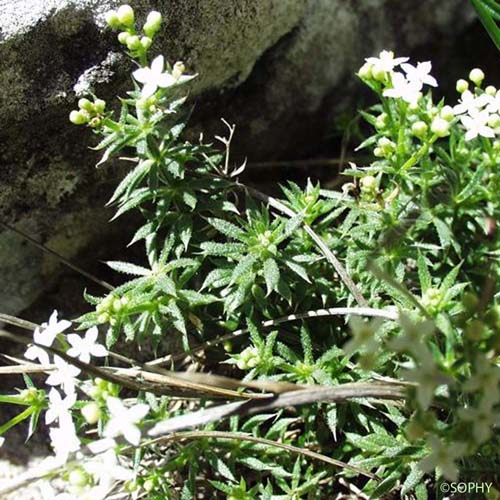 Gaillet fluet - Galium pusillum