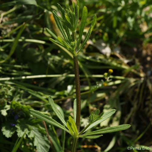 Gaillet Gratteron - Galium aparine