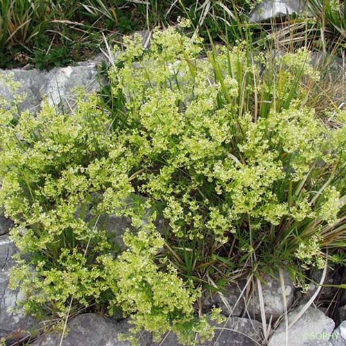 Gaillet luisant - Galium lucidum