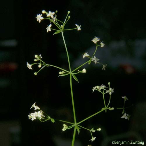 Gaillet Mollugine - Galium mollugo