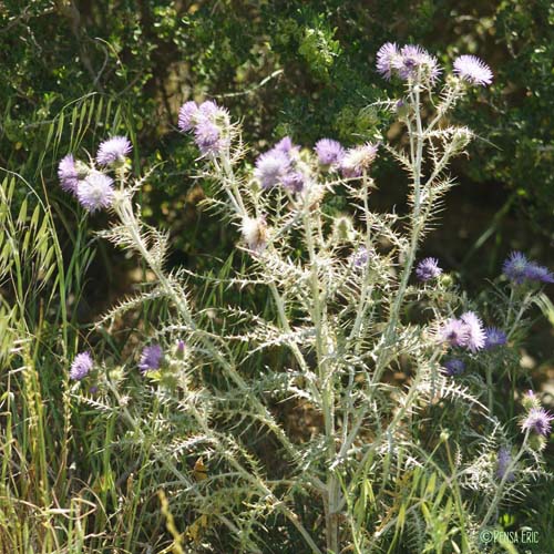 Galactites cotonneux - Galactites tomentosus