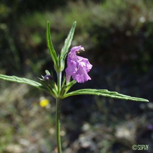 Galéopsis à feuilles étroites - Galeopsis angustifolia