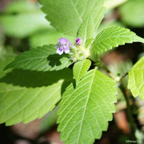 Galéopsis bifide - Galeopsis bifida