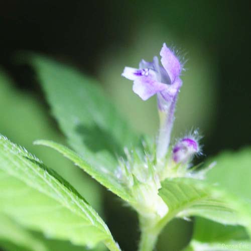 Galéopsis bifide - Galeopsis bifida