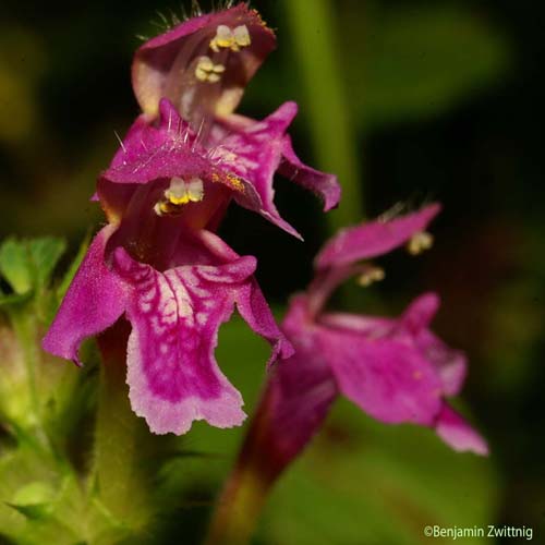 Galéopsis pubescent - Galeopsis pubescens