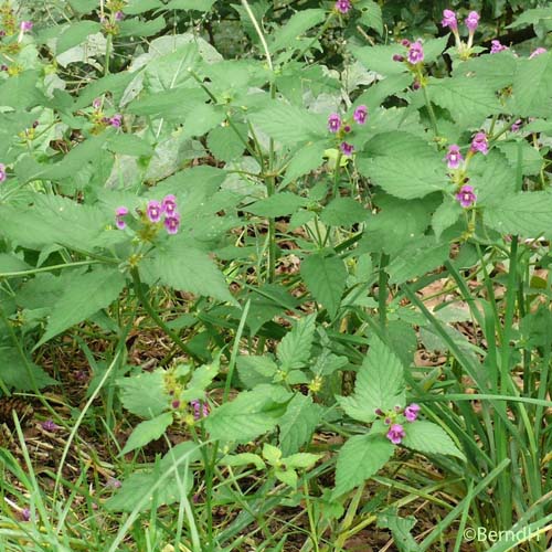 Galéopsis pubescent - Galeopsis pubescens